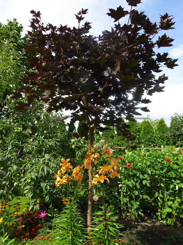 Lilie drzewiaste pod bordowo listnym klonem.