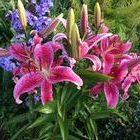 Lilie i floksy w tle