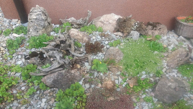 miniaturowy skalniaczek przy ścianie domu