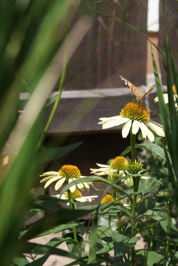 Miododajna - jeżówka purpurowa