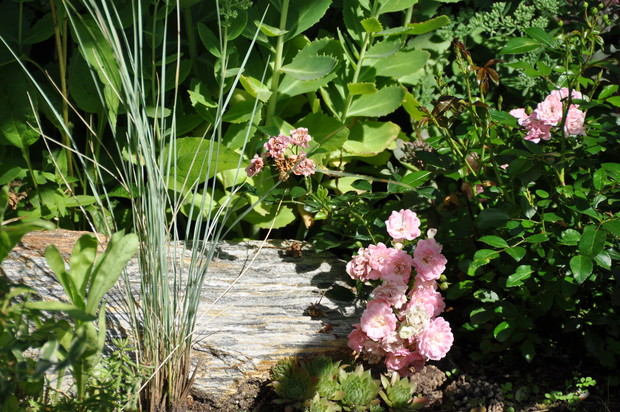 Młoda trawka z różą.