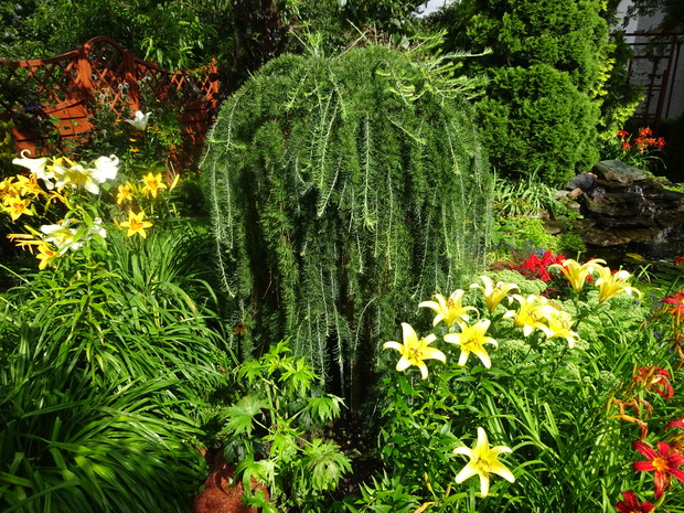 Modrzew wśród lilii i liliowców.