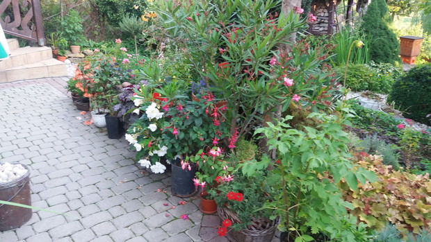 mój ulubiony różowy oleander