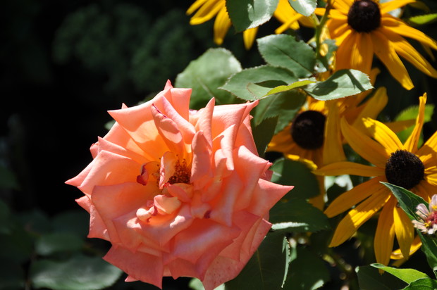 Moja kolejna róża.