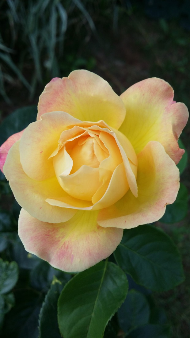 Moja najpiękniejsza.