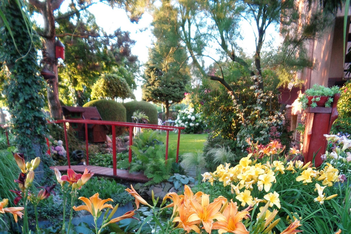 Moje miejsce wokół oczka wśród liliowców najpiękniejszy czas w ogrodzie tak stwierdzam :)