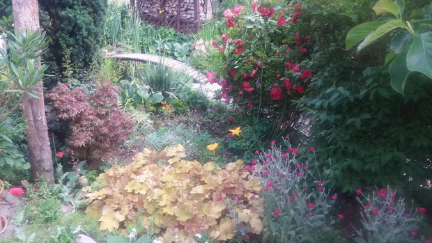 moje ulubione żurawki