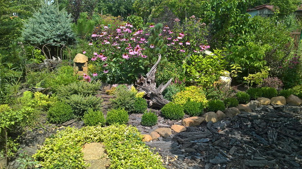 motyle uwielbiają jeżówkę