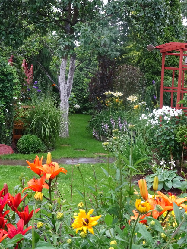 Na końcu alejki przed szklarnią rośnie młoda hortensja z własnej sadzonki.
