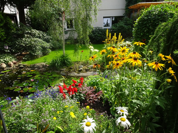 Na nowej rabacie za oczkiem wodnym posadziłam klon palmowy. Jest malutki i trochę ginie wśród innych roślinek.