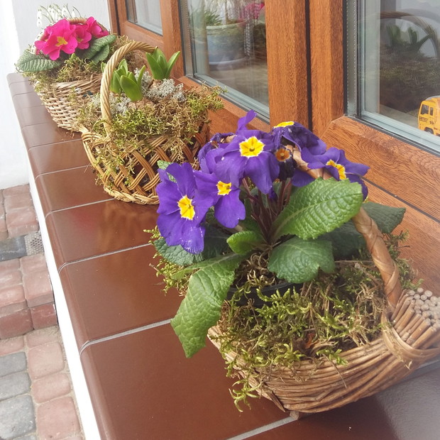 
Na oknach pierwiosnki, ...