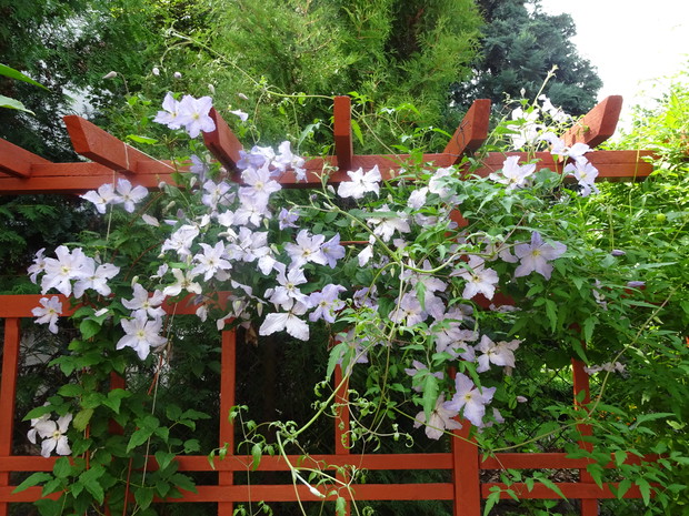 Na pergoli powojnik Błękitny Anioł.