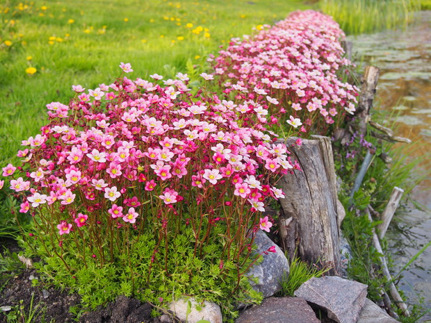 Nad brzegiem rozlewiska przegląda się w wodzie skalnica. Z roku na rok wita wiosnę, by potem usunąć się w cień, dając pole do popisu innym roślinom .