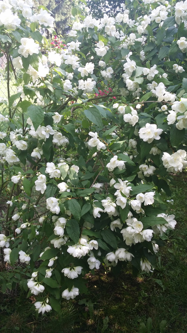 nasz najładniejszy jaśminowiec