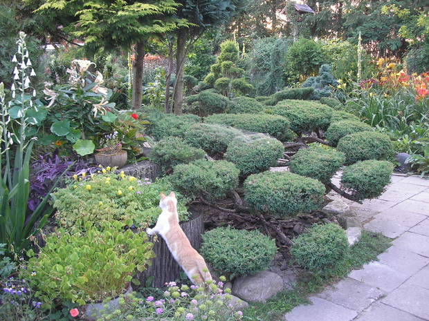 Nasz ogród to miejsce w którym dobrze czują się nasze psy i koty