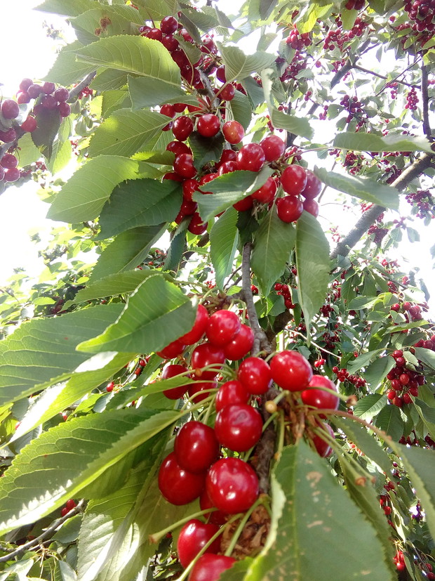 Nasza czereśnia obrodziła kilkadziesiąt kilogramów owoców, którymi obdarowaliśmy całą rodzinę i sąsiadów