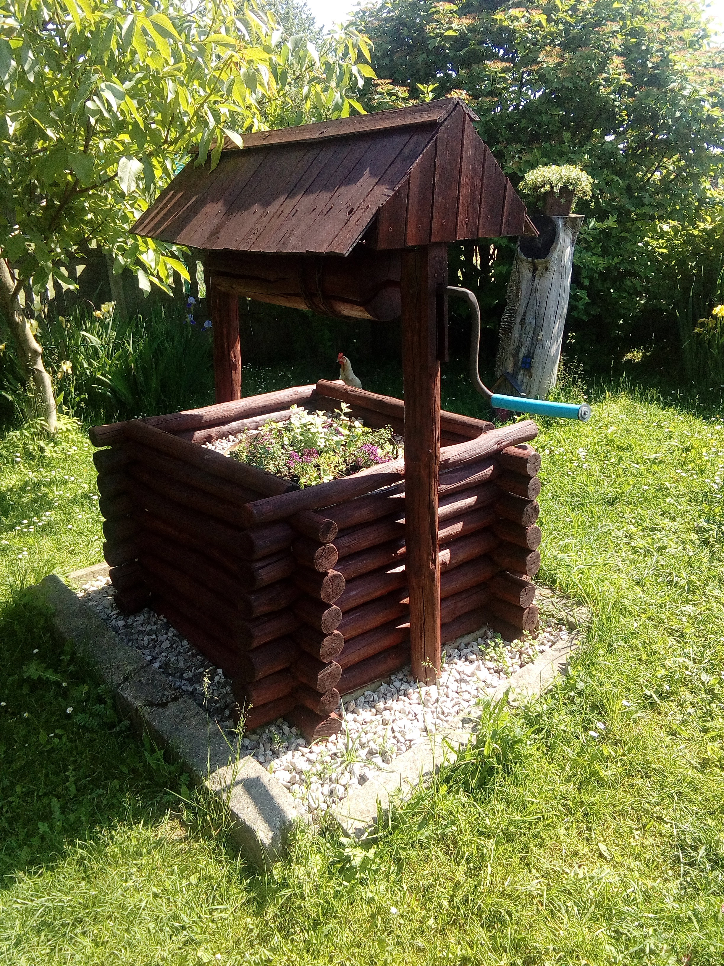 Nasza studzienka, rosną w niej- co roku to inne kwiaty jednoroczne