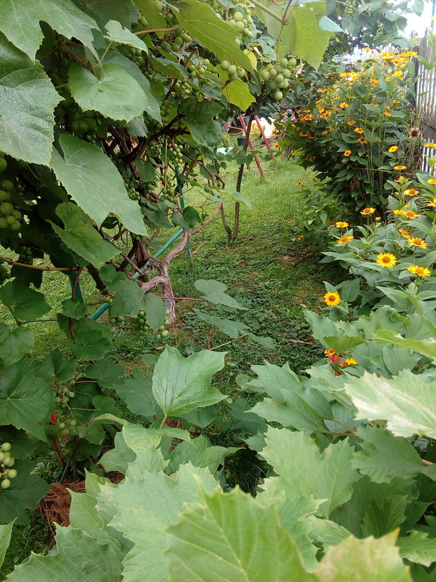 Nawet przy płocie kwiaty zdobią ogród