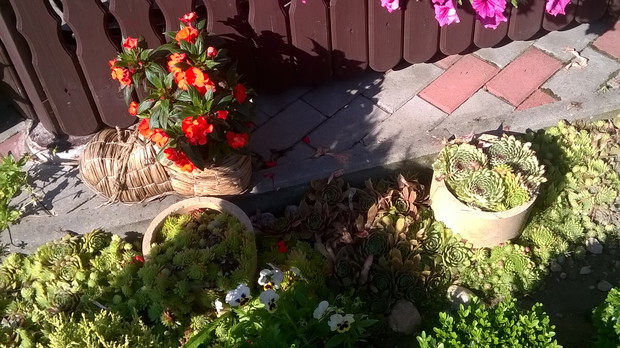 niecierpek w bucie i rojniki