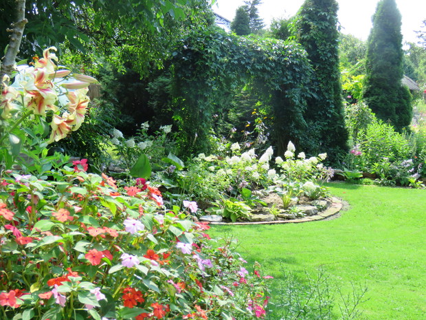 Niecierpki w cienistym zakątku