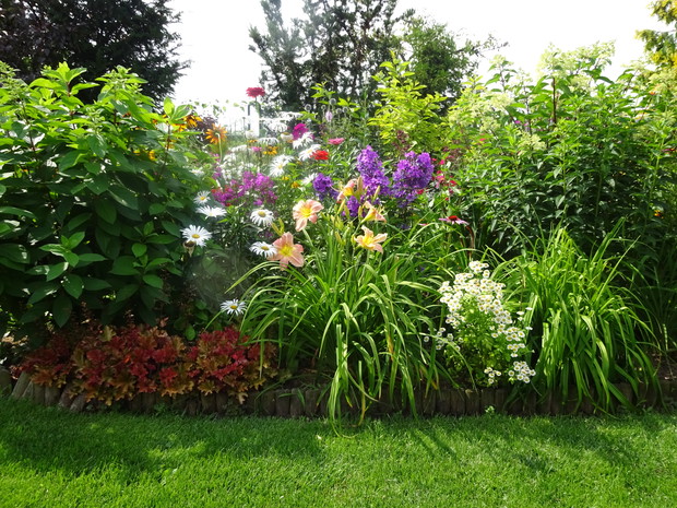 Niepozorny złocień maruna i jego większa siostra margerytka.