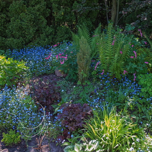 NIEZAPOMINAJKI I SERDUSZKA