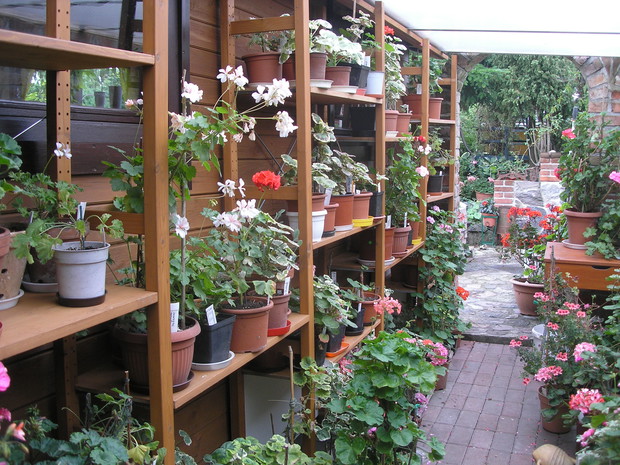 Nowe, wykonane w tym roku,  zadaszone pomieszczenie dla pelargonii, mam ponad 200 odmian pelargonii