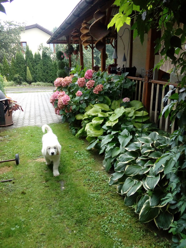 Nowy stały bywalec ogrodu