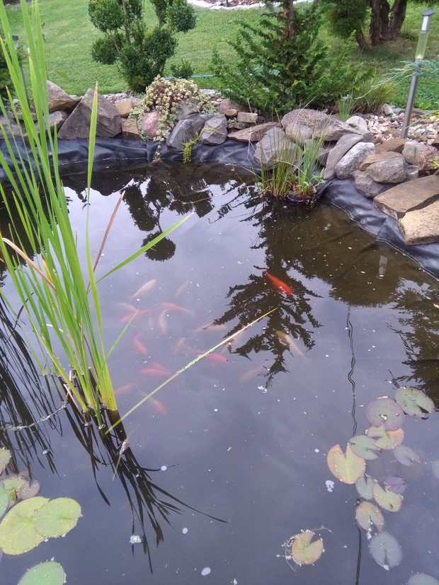 oczko wodne - karasie