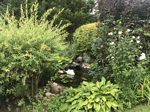 Oczko wodne wśród zieleni