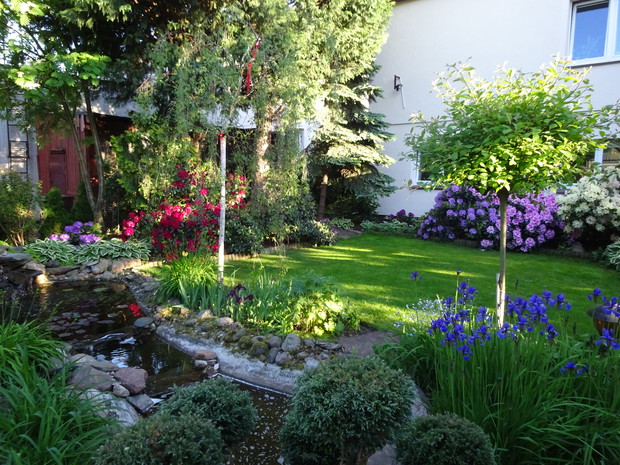 Od strony północnej jest najlepsze stanowisko dla rododendronów.