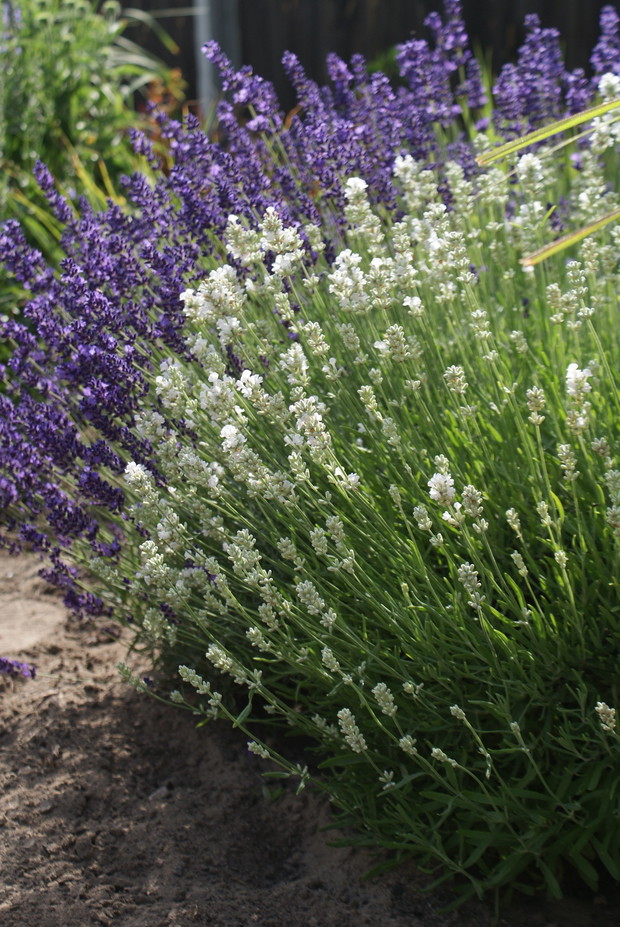 Ogród pachnący lawendą