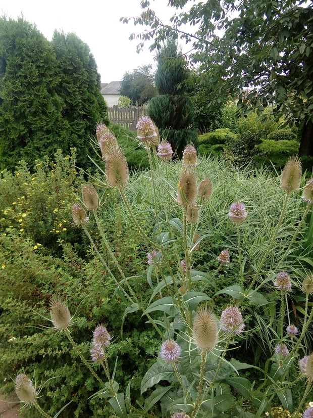Oset ozdobny rozsiewa się sam, potem robię z niego bukiety jesienne