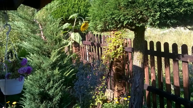 oset za altana, mikołajek płaskolistny