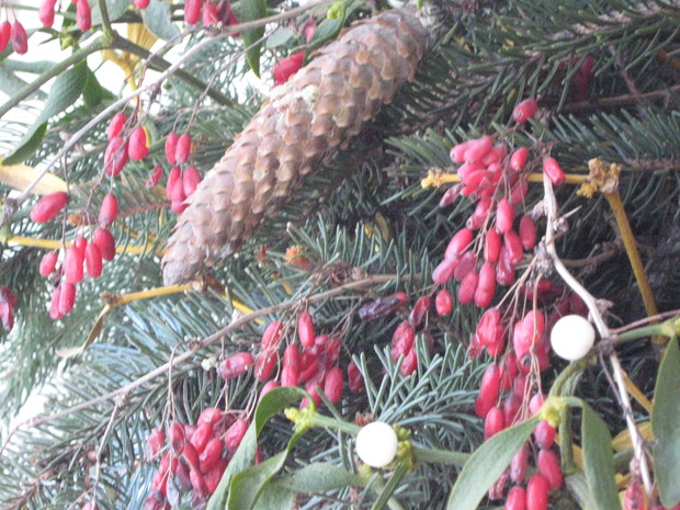 Owoce berberysu i szyszka ze swierka.