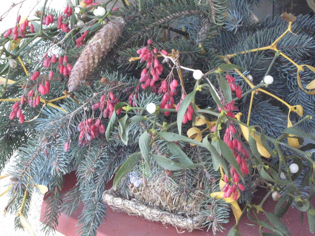 Owoce berberysu zjadają później ptaki.