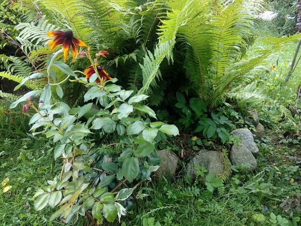 Paprotki mają się tu wyśmienicie