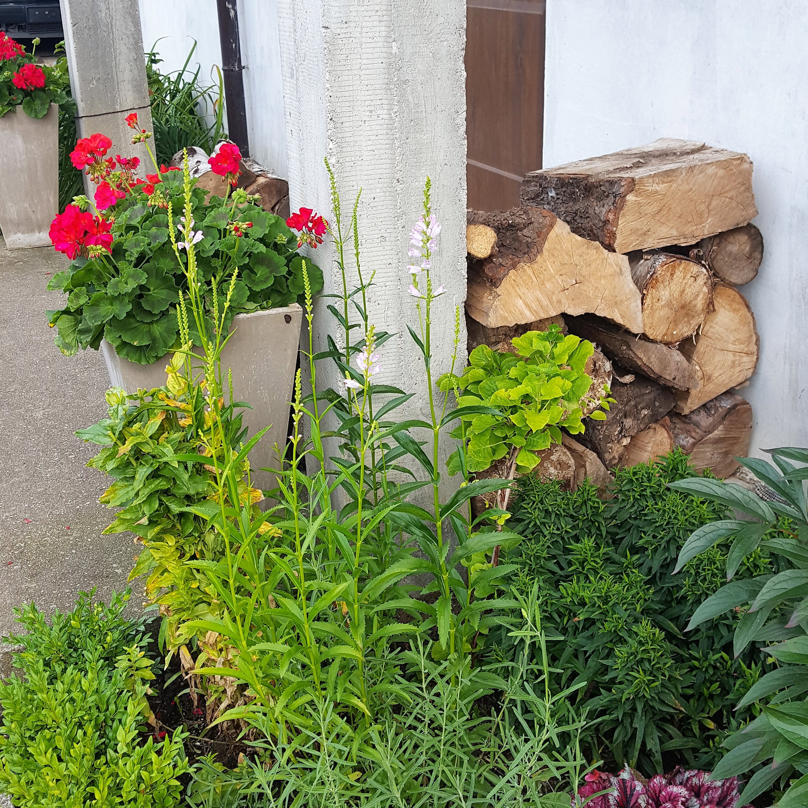 Pelargonie, firletki, wrzosy i astry jesienne