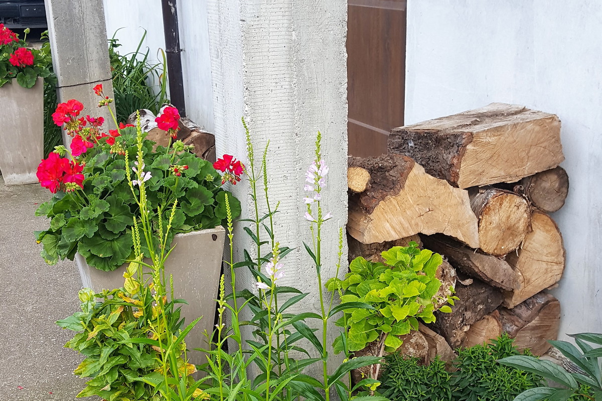Pelargonie, firletki, wrzosy i astry jesienne
