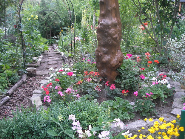 Pelargonie posadzone w gruncie