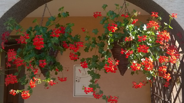 pelargonie w rożkach