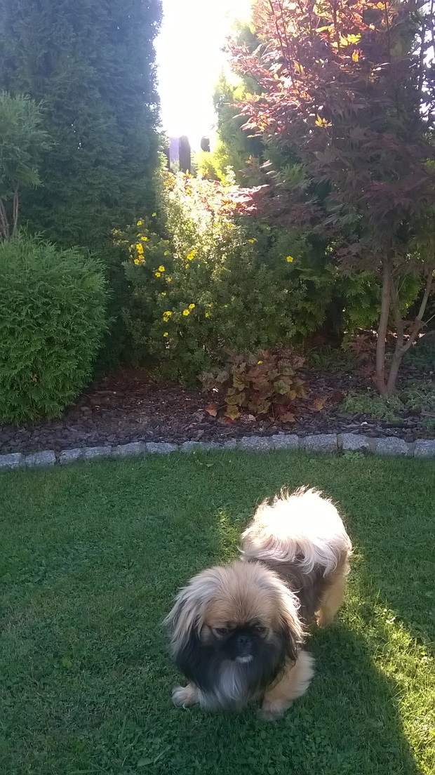 pięciornik oraz ulubiony gość ogrodu