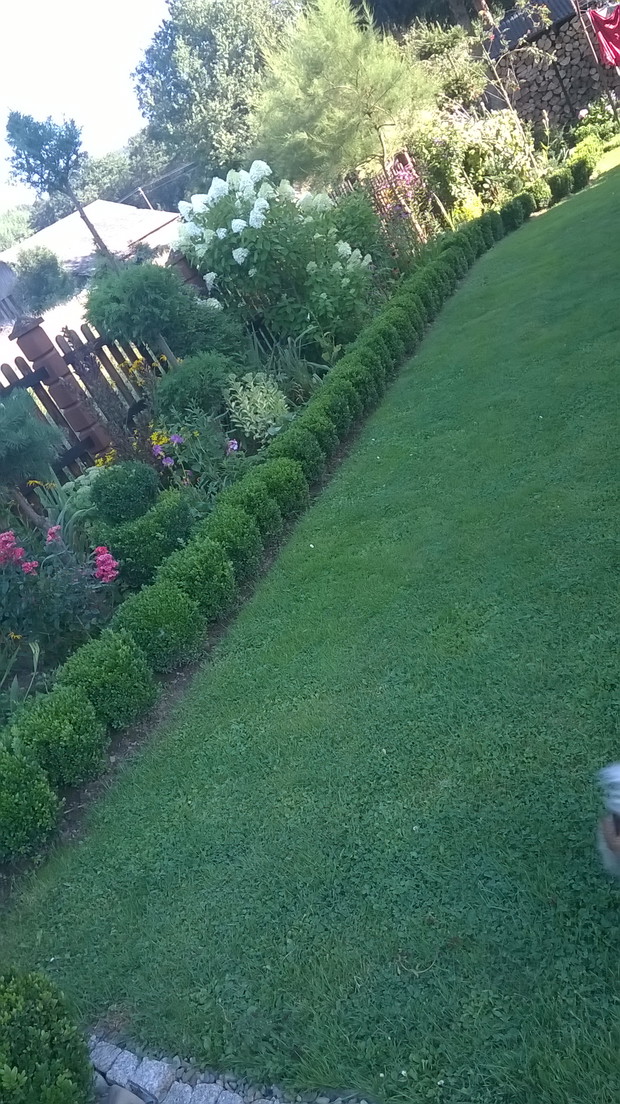 płotek z bukszpanu z tyłu domu