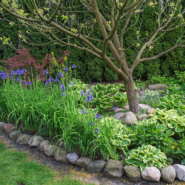 POD KATALPĄ - FUNKIE I IRYSY