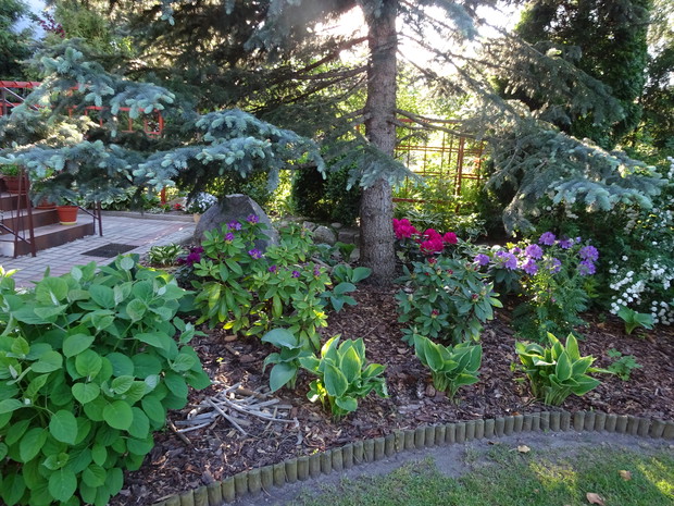 Pod starym świerkiem młode różaneczniki , między nimi funkie.