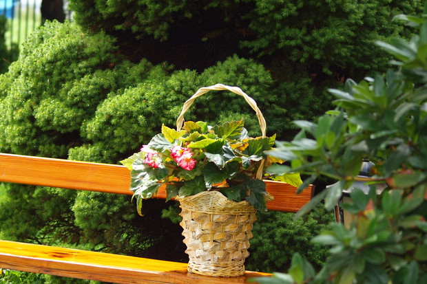 Poranne wytchnienie w cieniu