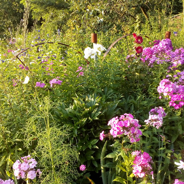 Powojnik nisko pnący, do podpory którego użyłem dwóch kół od grabiarki konnej. Zabetonowałem słupki i odpowiednio zabezpieczyłem koła w pionie.
