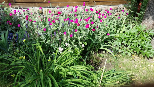 Przed domem: firletki, szałwia omszona i liliowce.