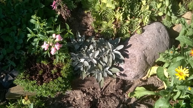 przetacznik kłosowy siwy