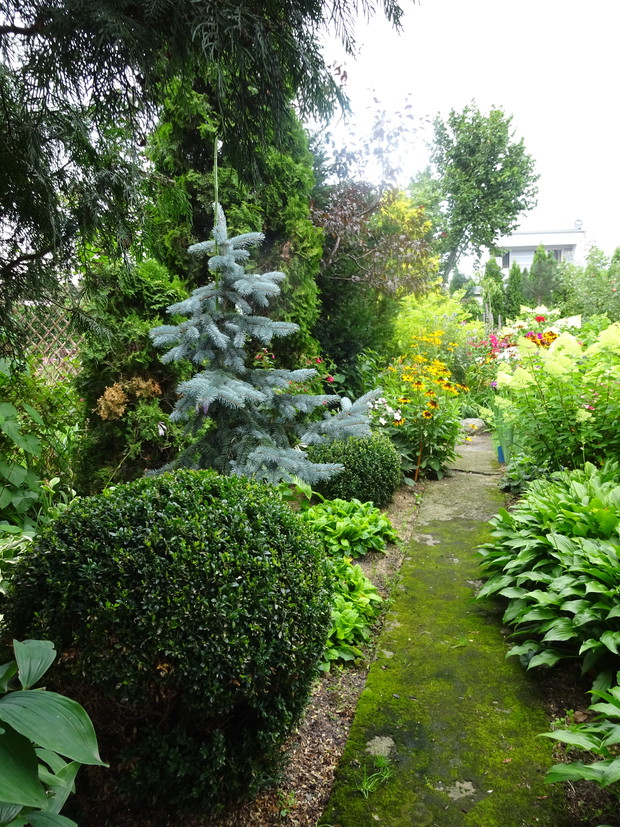 Przy betonowej ścieżce porośniętej mchem kule bukszpanu i świerk srebrny.